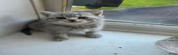 British Shorthair cats for sale: British Shorthair kittens - Advert 23