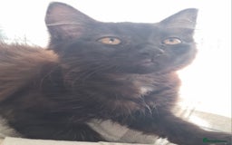 British Shorthair cats for sale: Four lil fut baby's ready for homes - Image 3