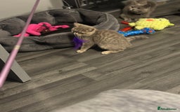 British Shorthair cats for sale:  Broadway Baby13w BritishShorthair,litter trained! - Image 2