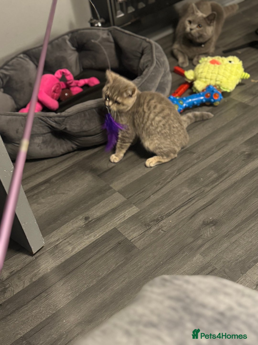 British Shorthair cats for sale:  Broadway Baby13w BritishShorthair,litter trained! - Image 2