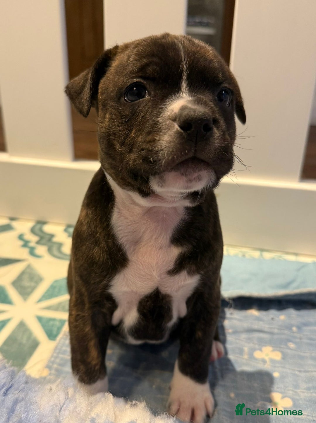 Staffordshire Bull Terrier dogs for sale: Beautiful Staffordshire Bull Terrier Boys ✨ - Advert 21