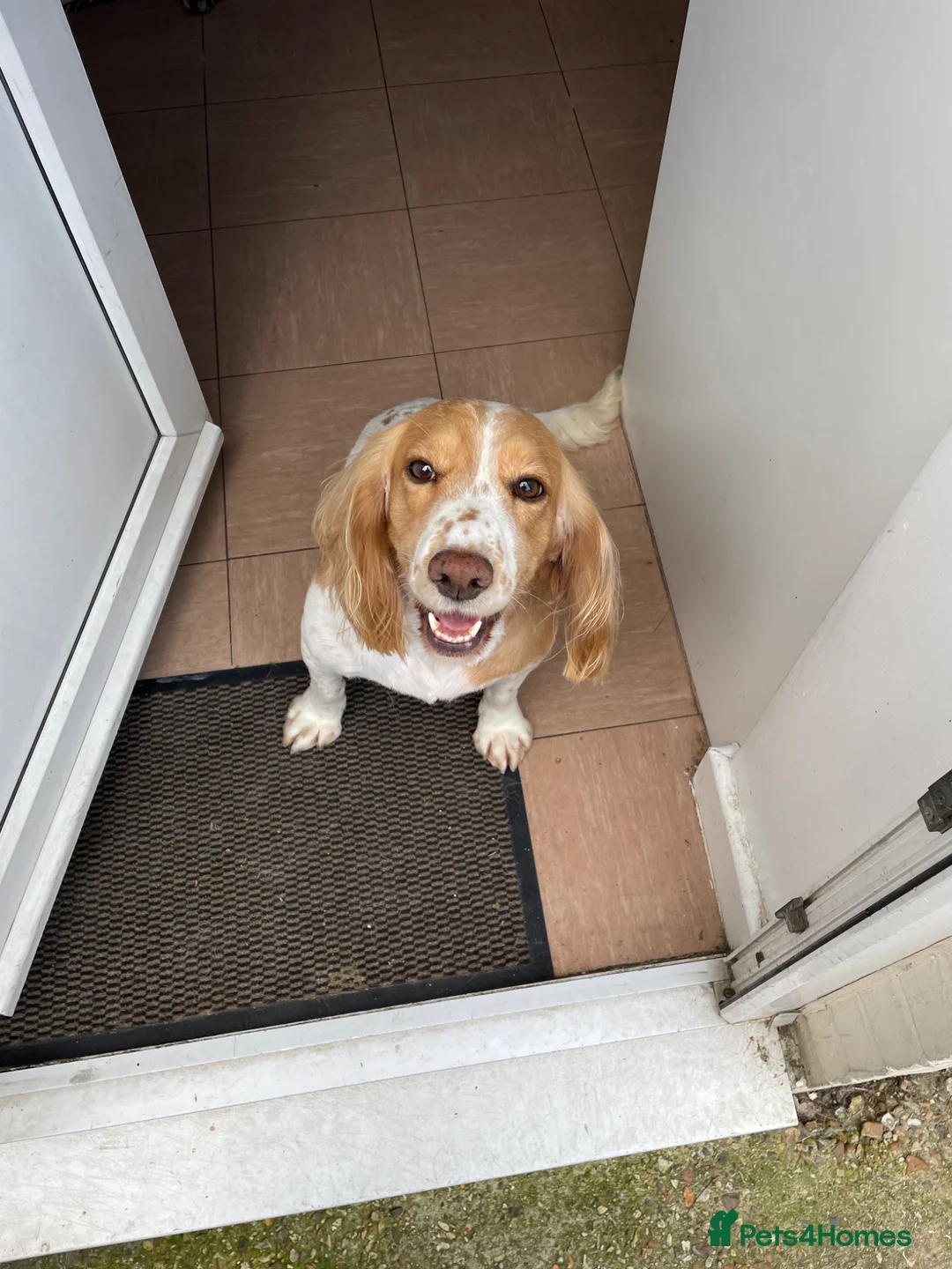 Cockapoo dogs for sale: 🐾🐶Beautiful F1 Cockapoo Puppies 🐶🐾 - Advert 2