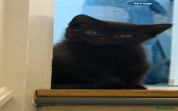 Mixed Breed cats for sale: British shorthair cross kittens  - Image 1