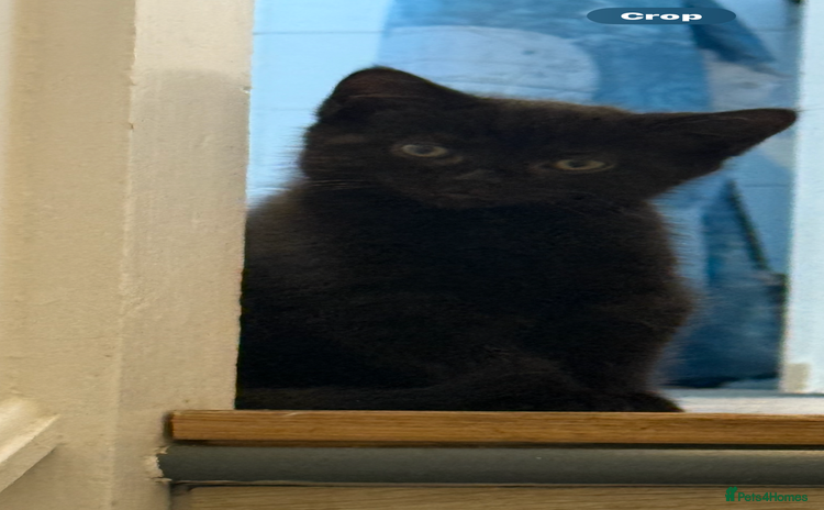 Mixed Breed cats - Advert 2