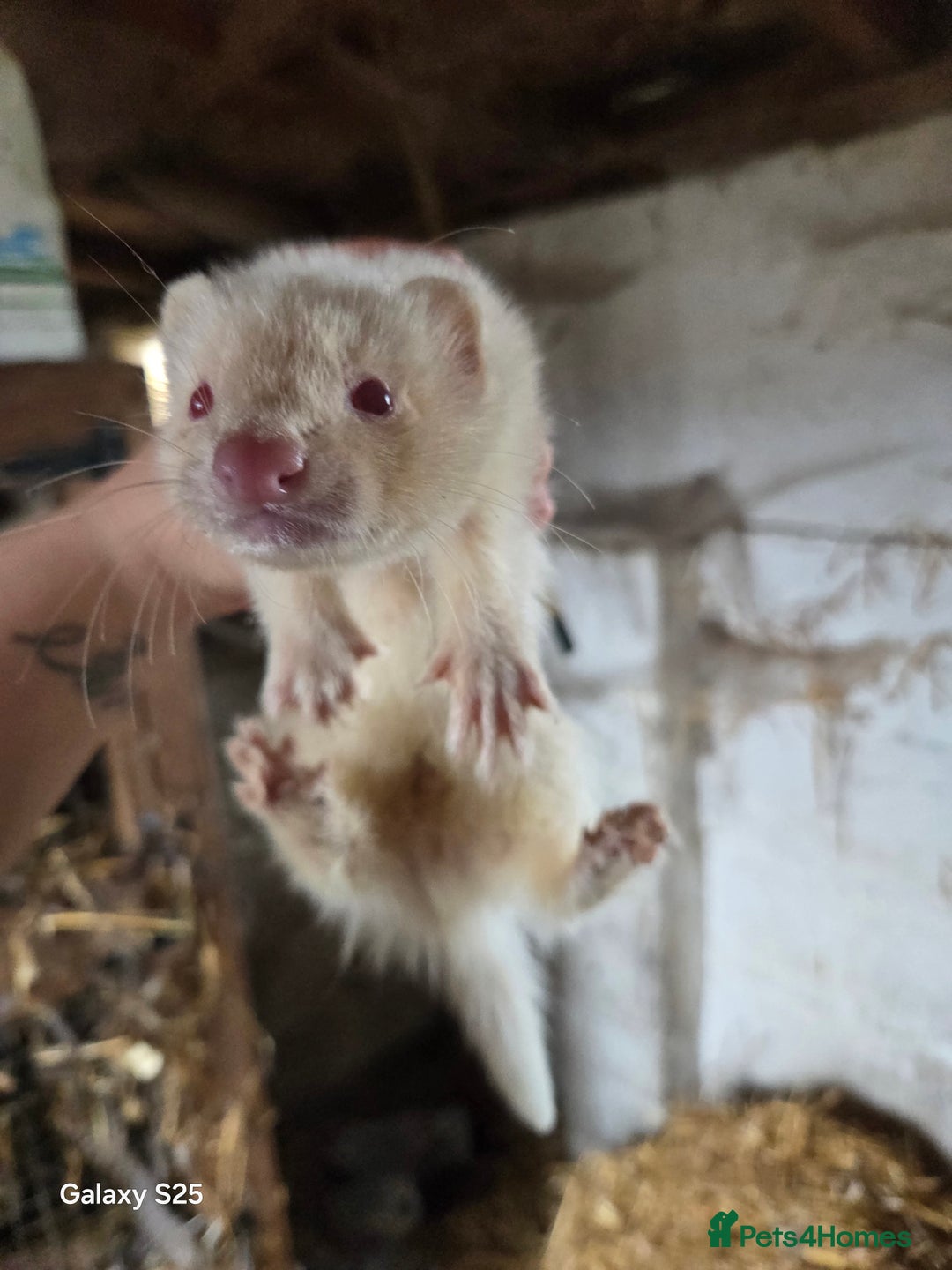 Ferret rodents for sale: 9 Ferrets for sale - Image 22