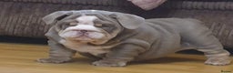 English Bulldog dogs for stud: Uncle Fester in Manchester - Advert 29