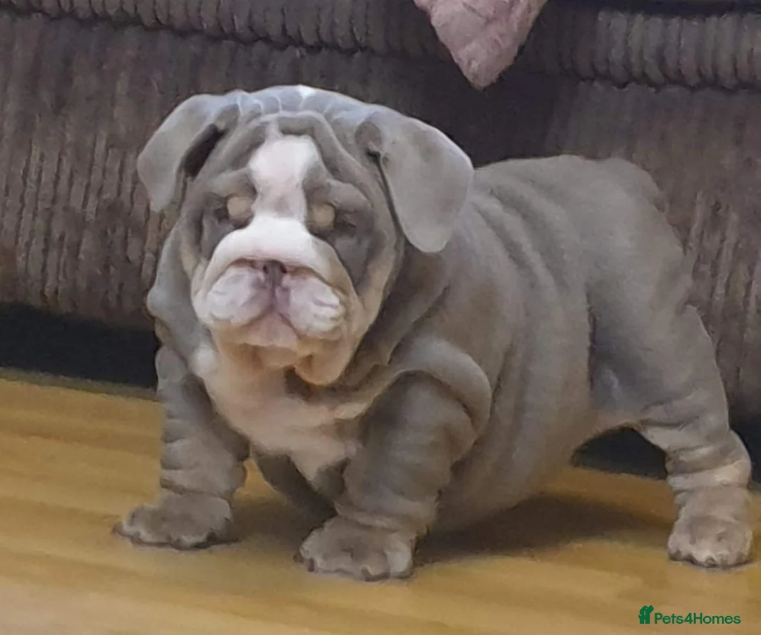 English Bulldog dogs for stud: Uncle Fester in Manchester - Advert 29