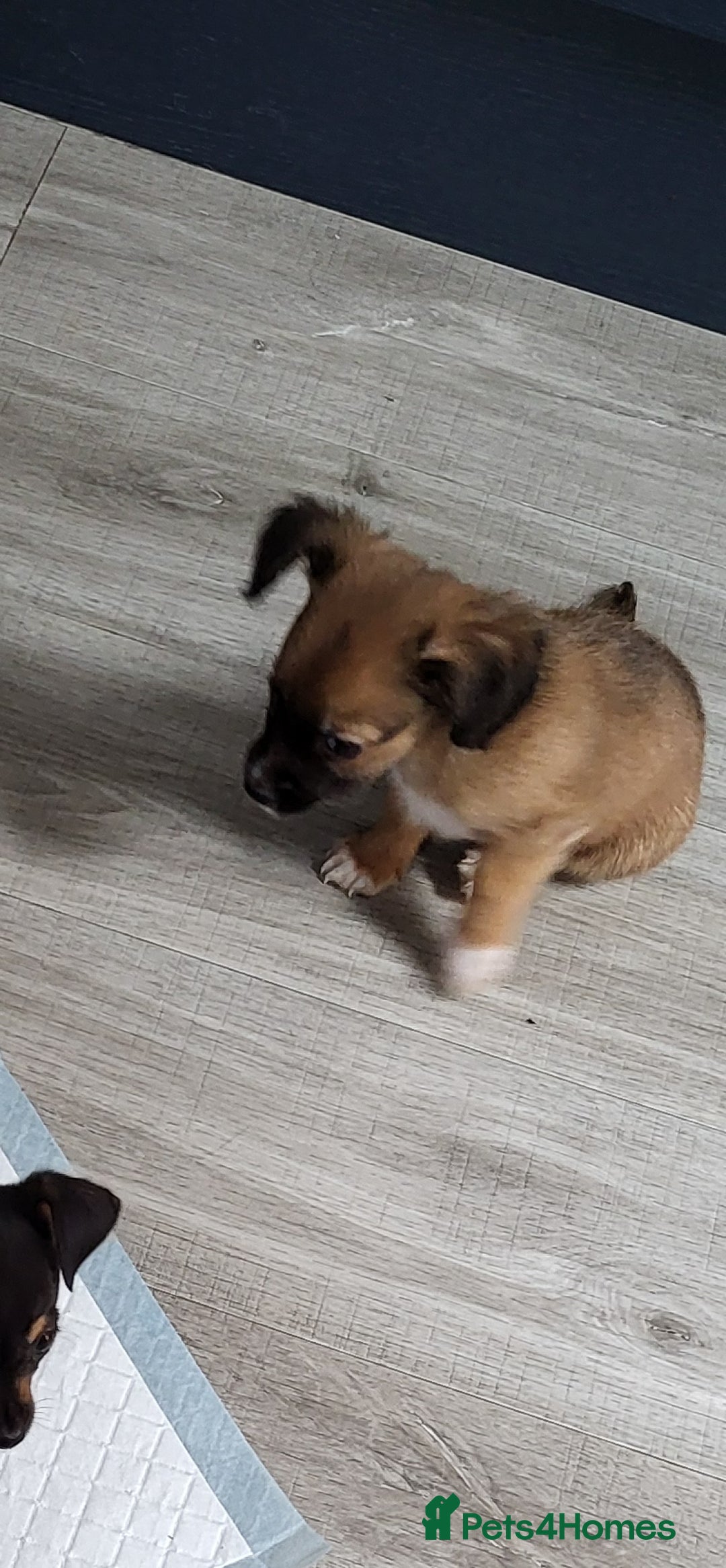 Chiweenie dogs for sale: Chiweenies  - Image 12