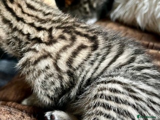 Bengal cats Glittery Bengal X KittensWith Famous References! - Advert 3