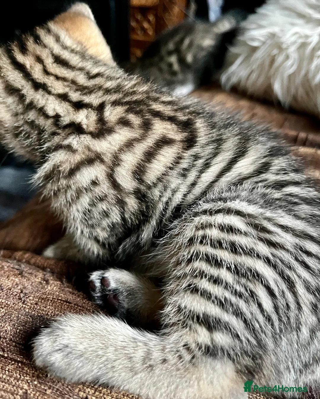 Bengal cats for sale:  Glittery Bengal X KittensWith Famous References!  - Advert 1