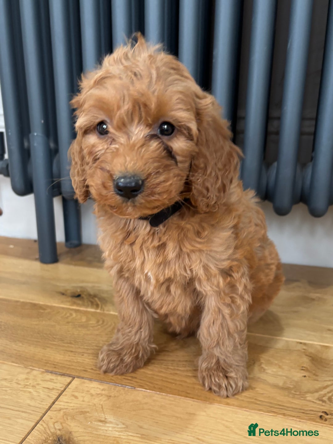 Labradoodle dogs for sale: ⭐️ Stunning F1b Labradoodle Puppies KC Parents ⭐️ - Image 5