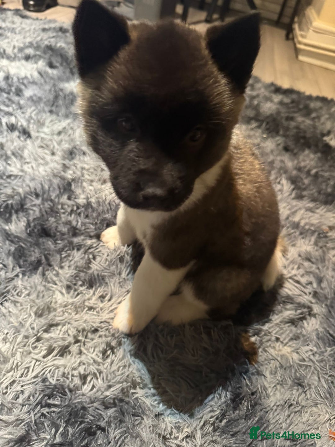 Akita dogs for sale: Bear faced American akitas puppies  - Advert 32