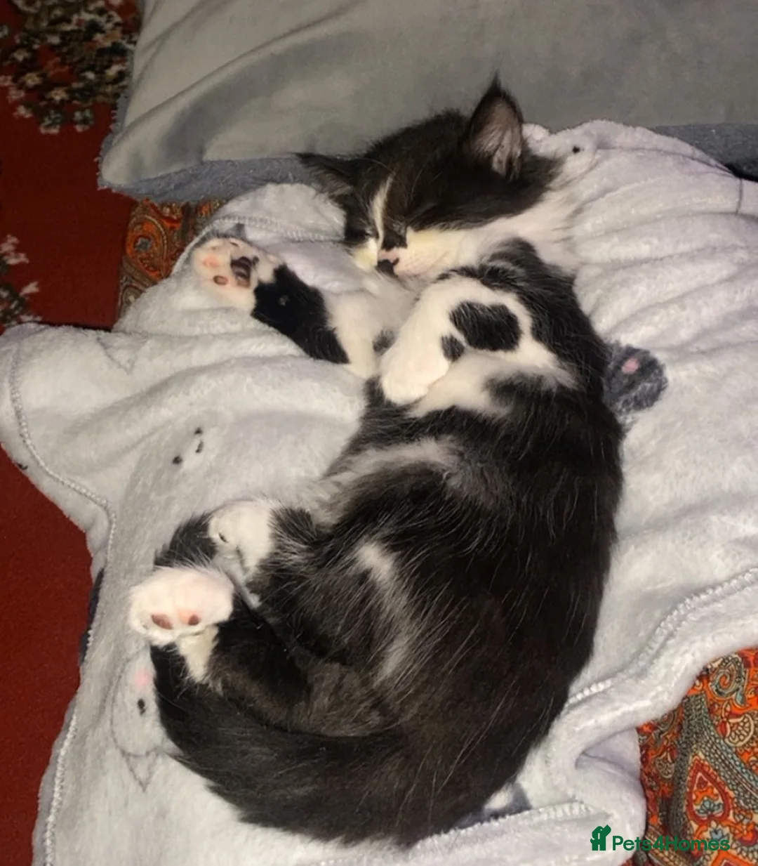 British Longhair cats for sale: Adorable british longhair female kitten - Advert 2