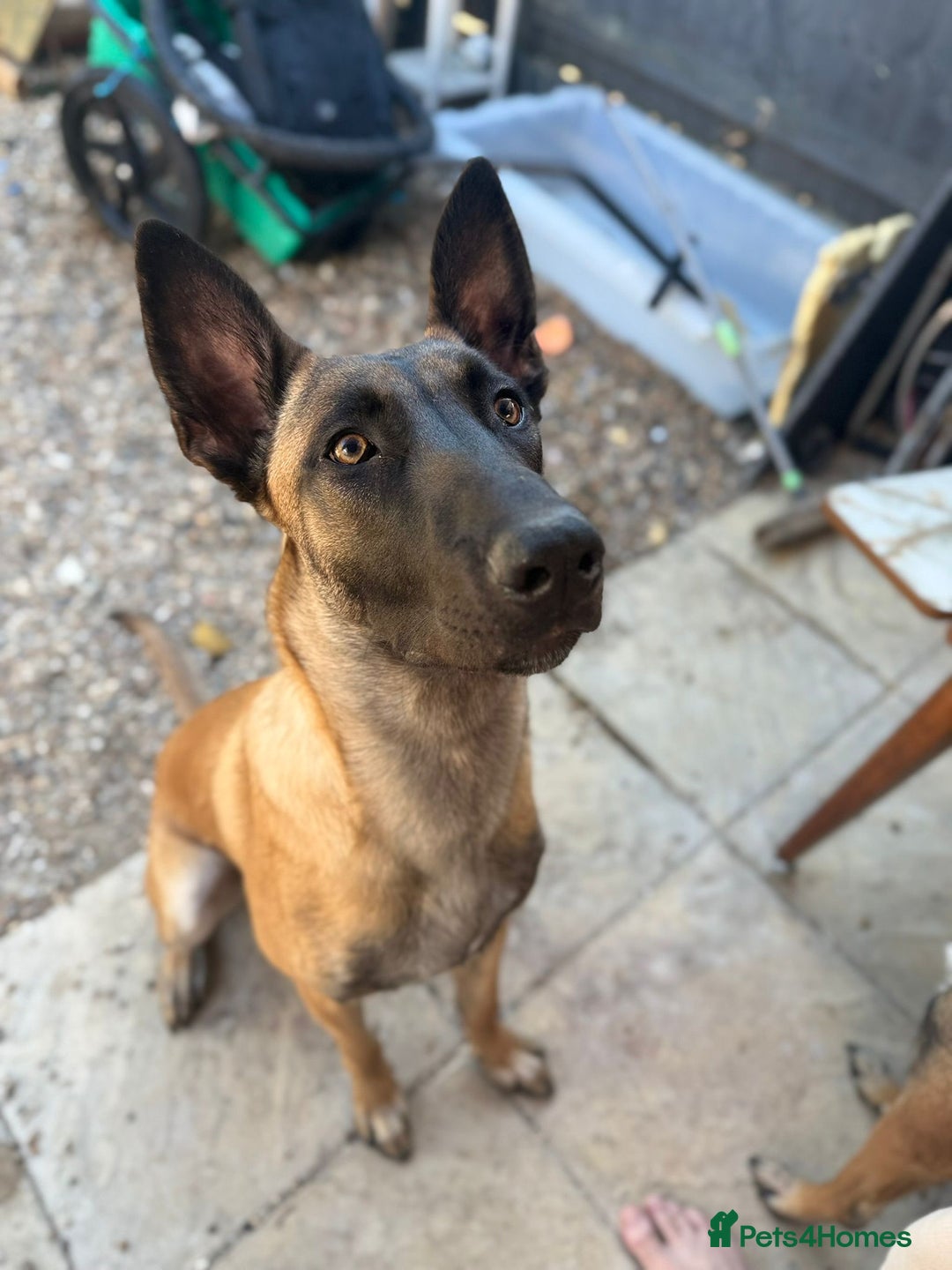 Belgian Shepherd Dog dogs for sale: Belgian malinois  - Image 15