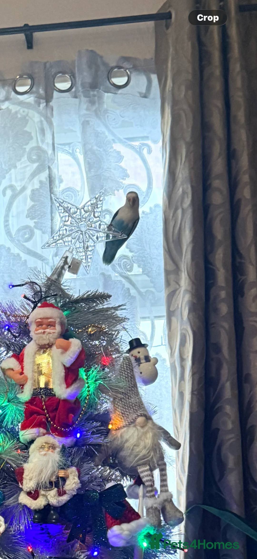 Lovebirds birds for sale: 2 love birds for selling only both not separated v - Advert 2