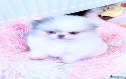 Pomeranian dogs for sale: Outstanding toy size poms - Image 12