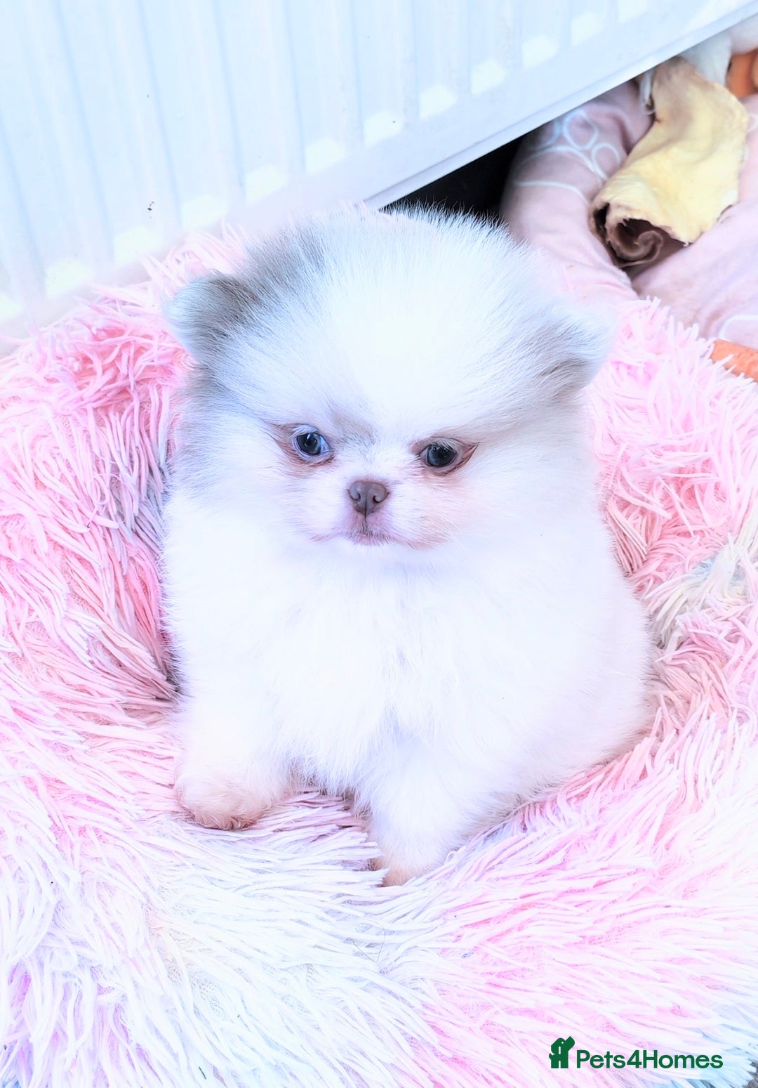 Pomeranian dogs for sale: Outstanding toy size poms - Image 12