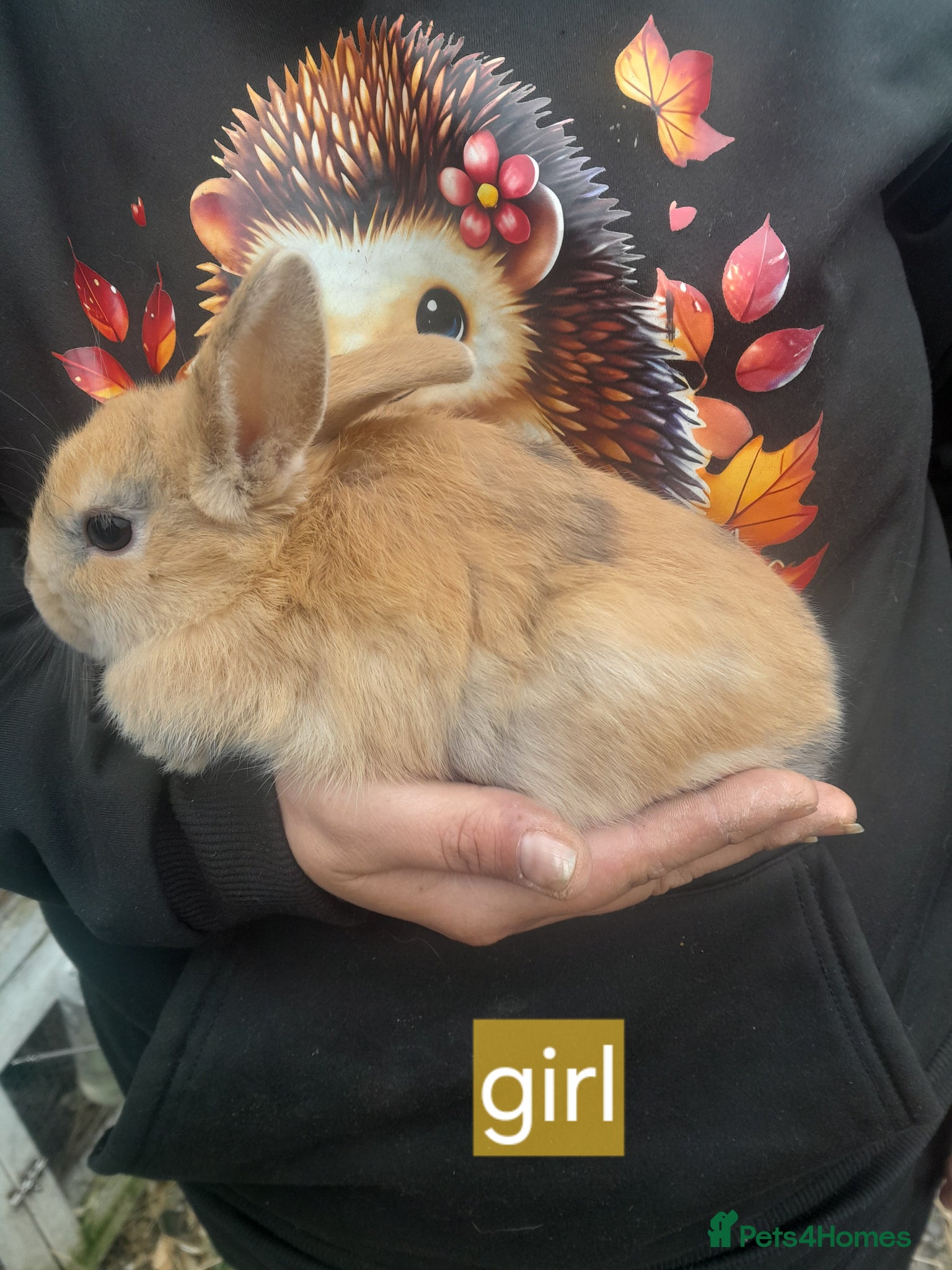 Mixed Breed rabbits 1 females £25  - Advert 16