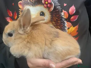 Mixed Breed rabbits 1 females £25 - Advert 16
