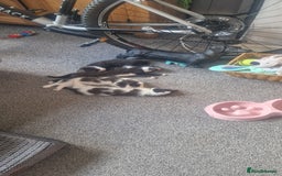 American Shorthair cats for sale: Kittens for sale - Image 4