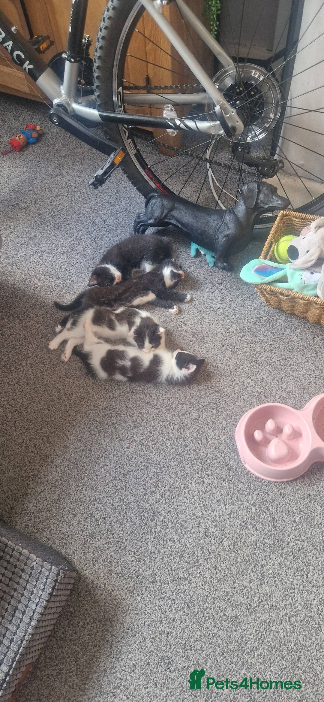 American Shorthair cats for sale: Kittens for sale - Image 4