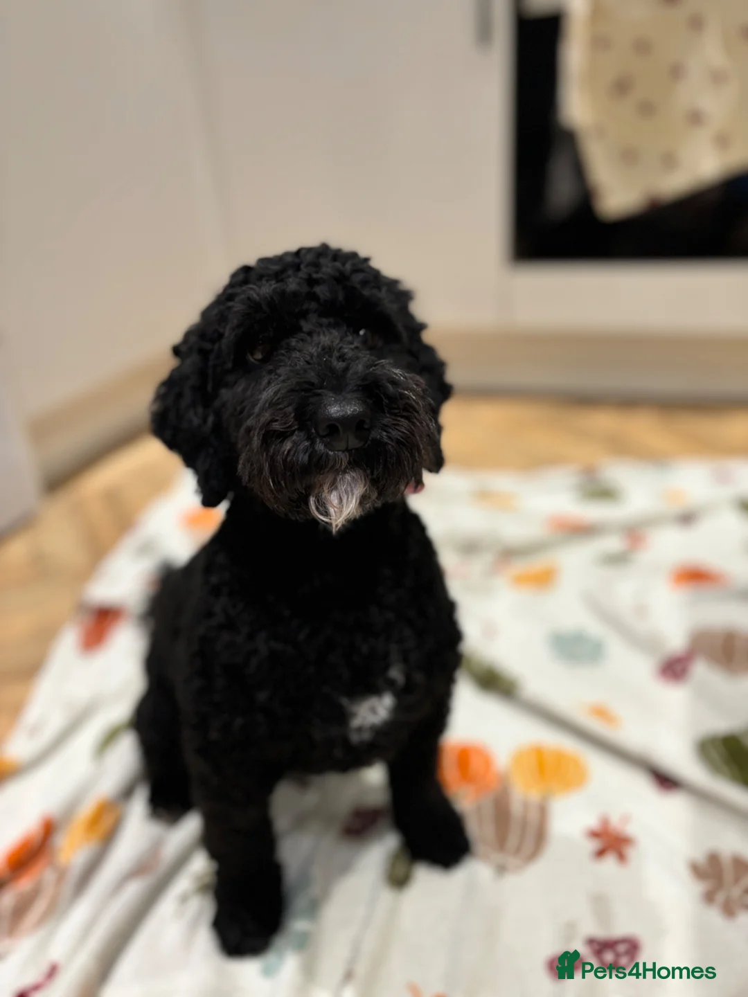 Cockapoo dogs for sale: Cockapoo bitch Nala 4 years old  - Advert 9