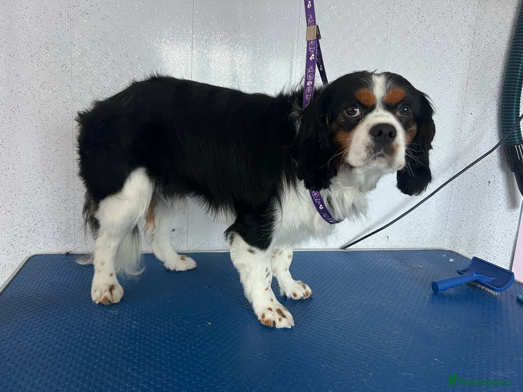 Cavalier King Charles Spaniel dogs for sale: Loving boy available  in Mablethorpe - Advert 2