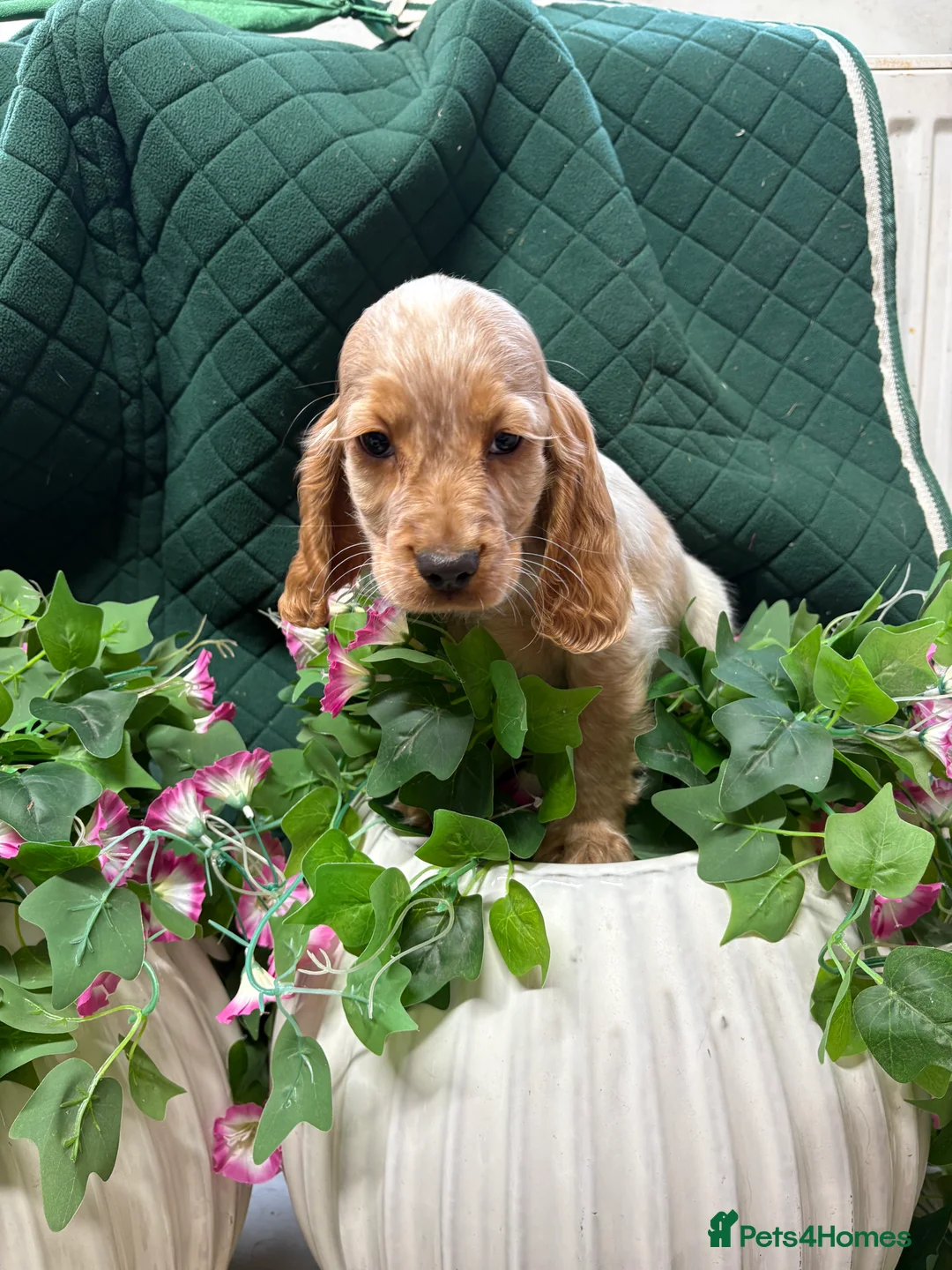 Cocker Spaniel dogs for sale: Show type cocker spaniels  - Advert 10