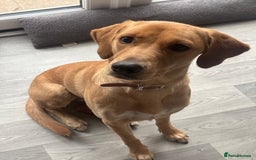 Goldador dogs for sale: Honey goldadour  - Image 4