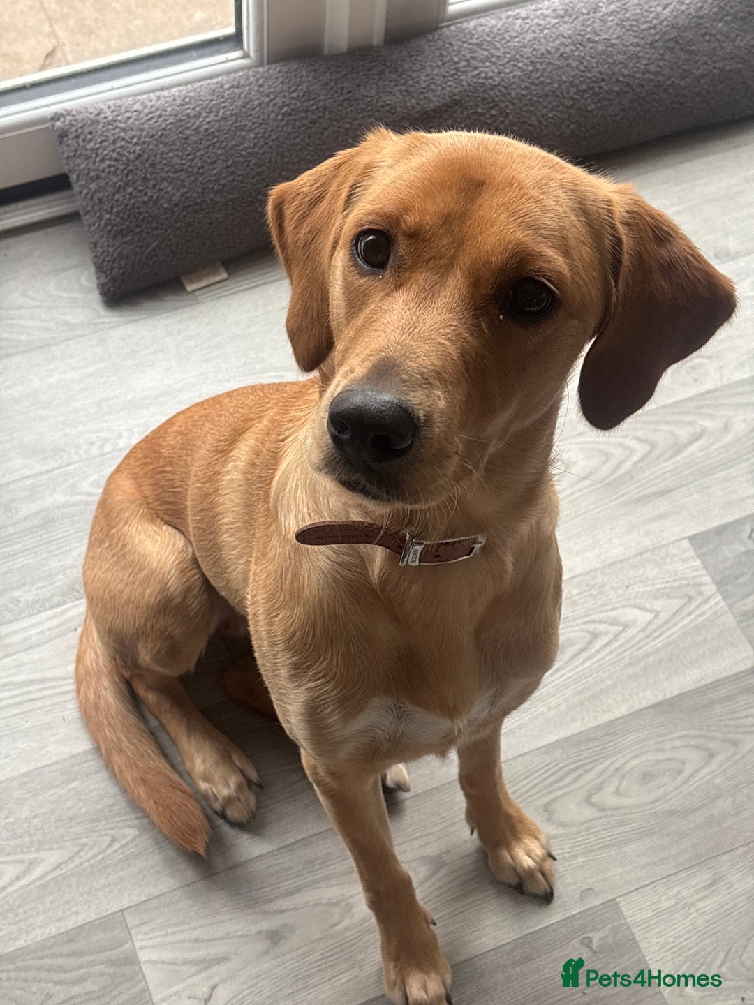 Goldador dogs for sale: Honey goldadour  - Image 4