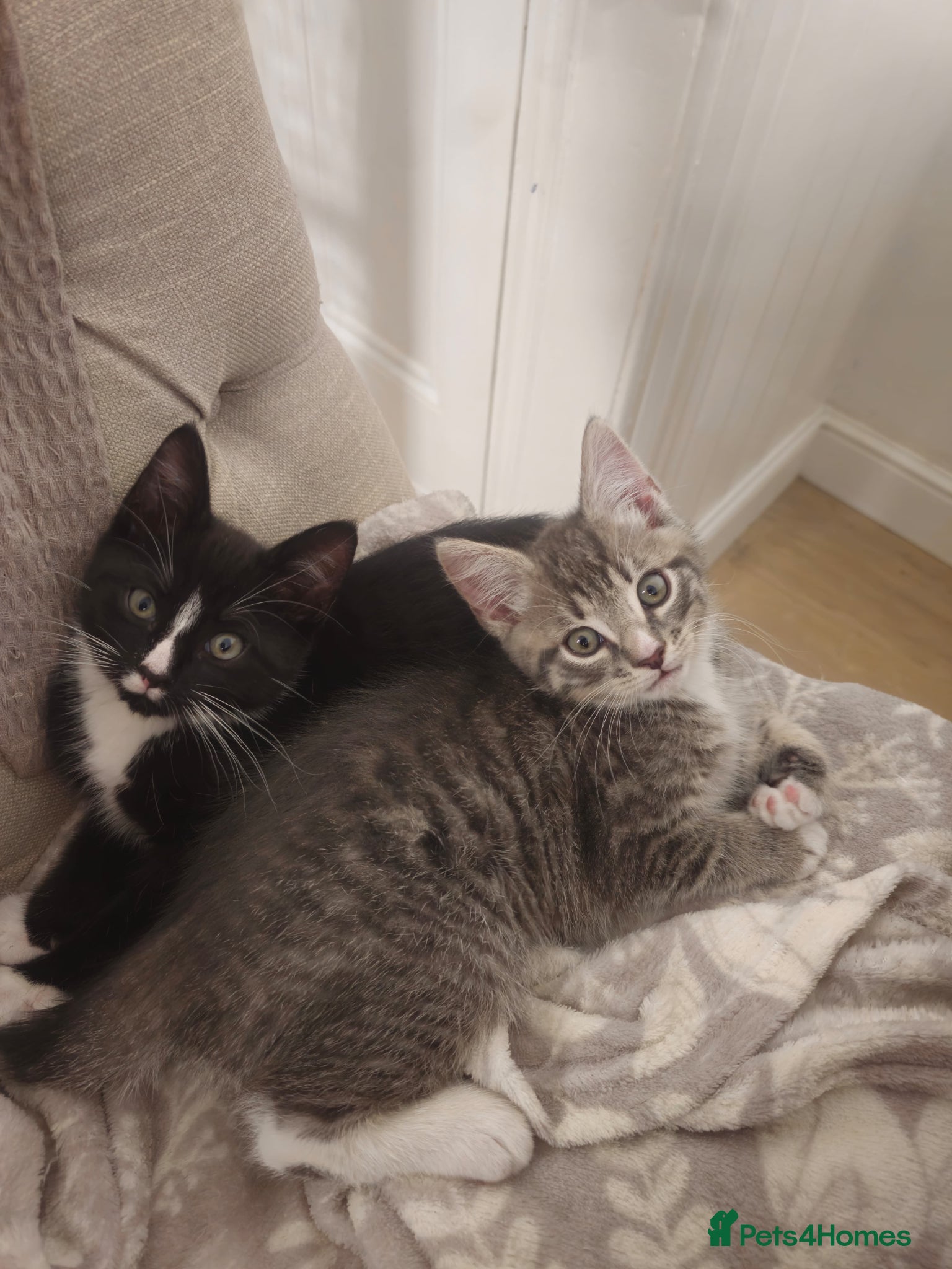 Mixed Breed cats Grey Tabby Girl/Tuxedo Boy - Advert 9