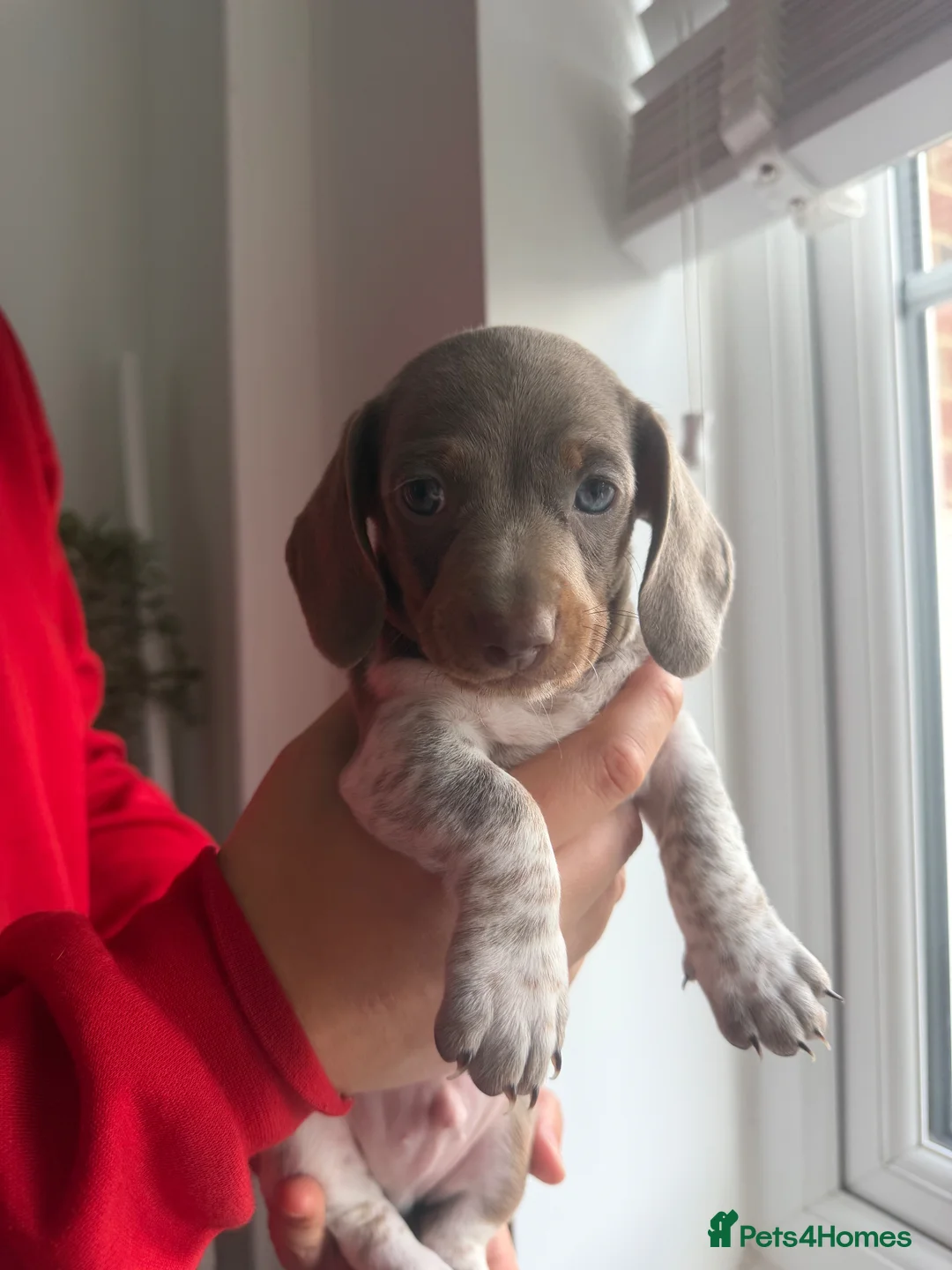 Dachshund dogs for sale: Dachshund Isabella piebald boy 💙 in Chorley - Advert 1