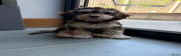 Cockapoo dogs for sale: Cockapoo experience from birth to home 12.5.26 🥰 - Advert 3