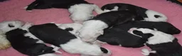 Old English Sheepdog dogs for sale: Stunning KC Registered Old English Sheepdog Pups - Advert 2