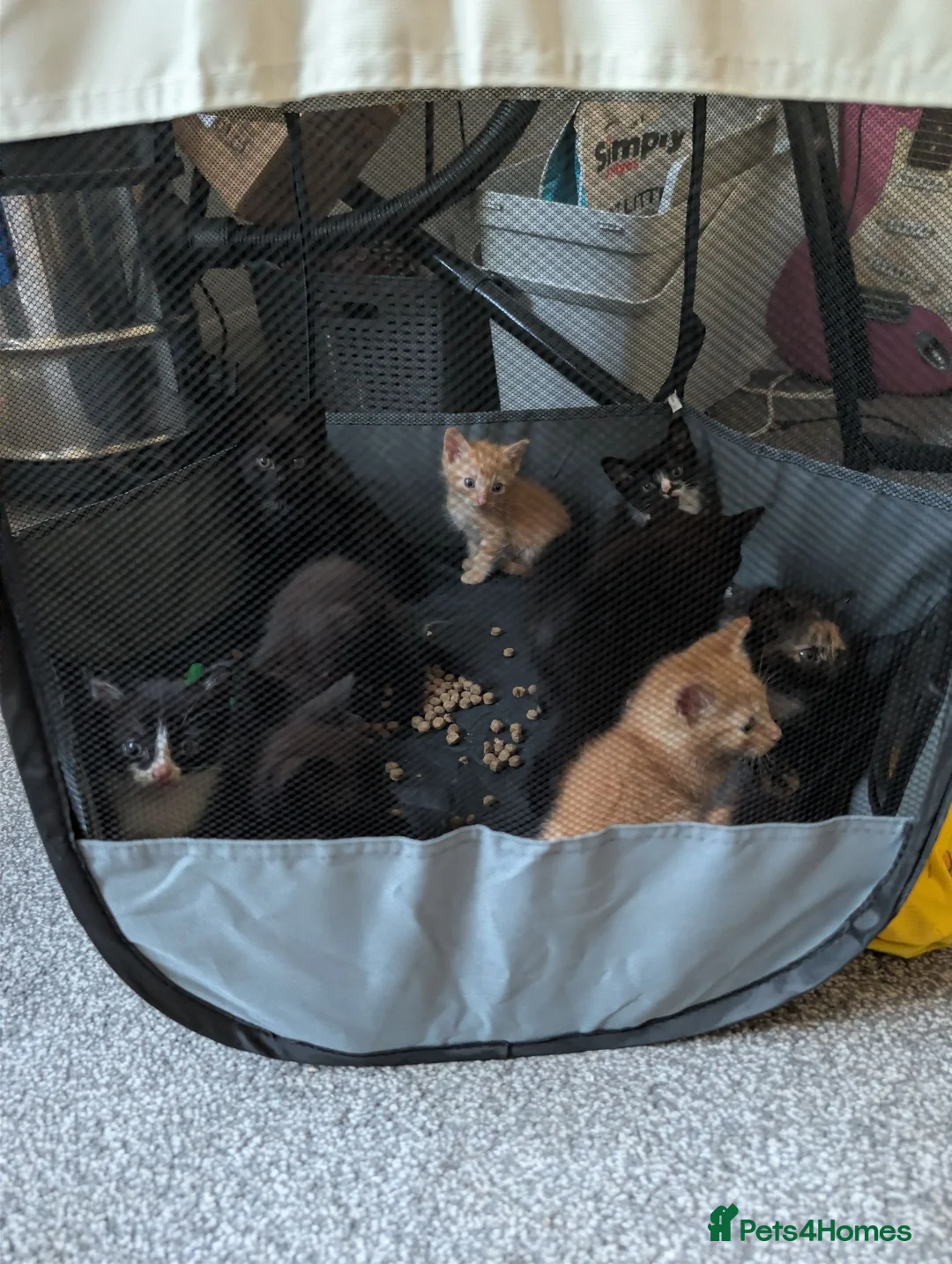 Mixed Breed cats for sale: Kittens Ready for Their Forever Homes! 🐱 - Advert 2