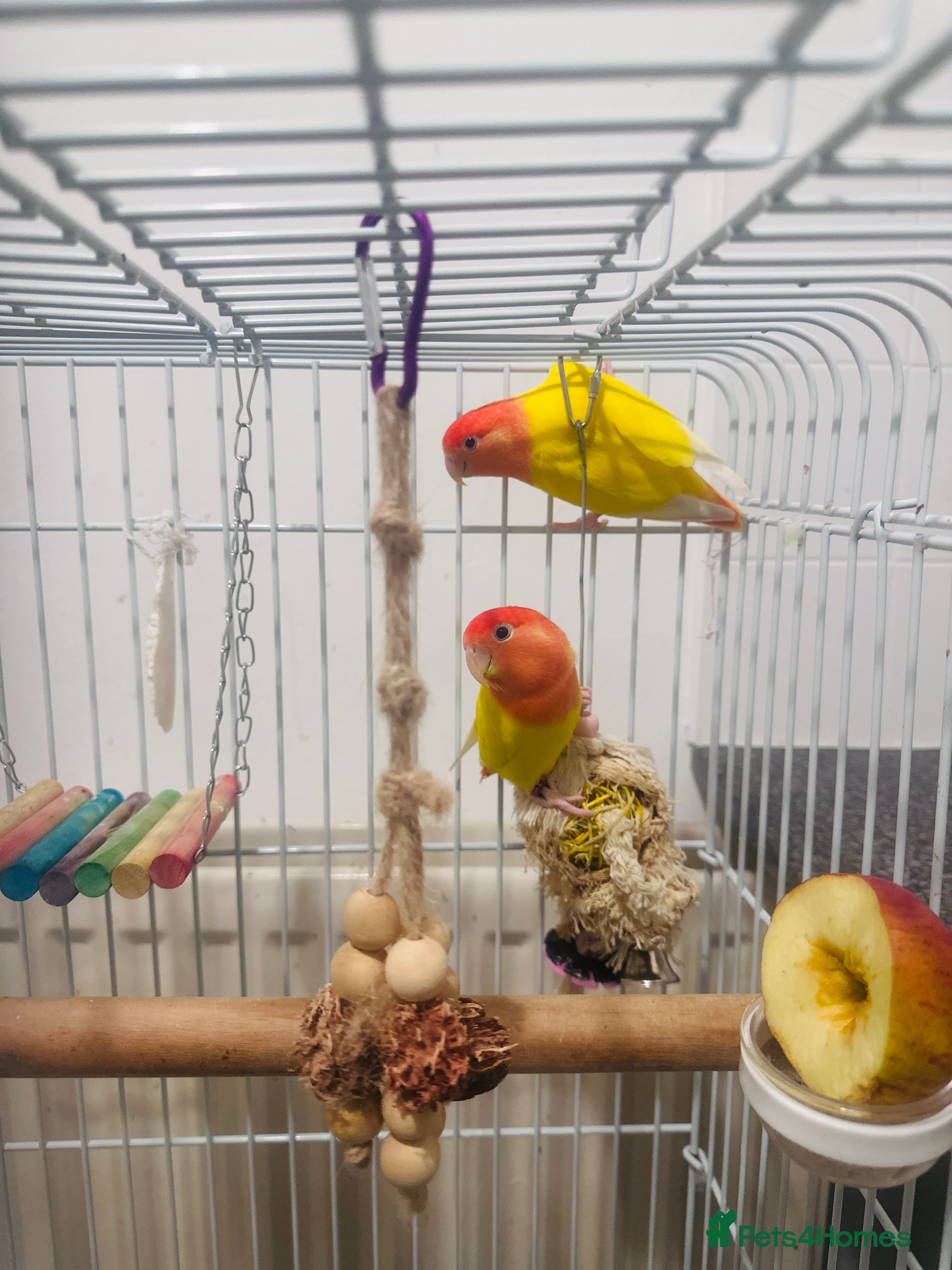 Lovebirds birds Two yellow lovebirds with the cage  - Advert 1