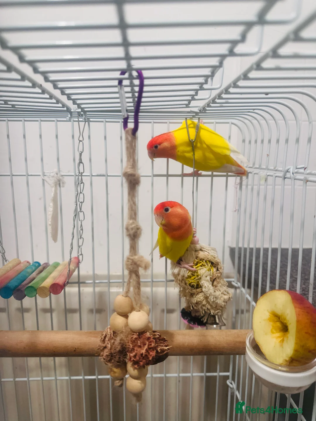 Lovebirds birds for sale: Two yellow lovebirds with the cage  in Wallsend - Advert 1