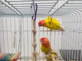 Lovebirds birds Two yellow lovebirds with the cage - Advert 1