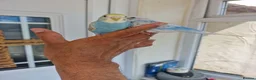 Budgerigars birds for sale: Super Silly hand tamed budgie - Advert 5