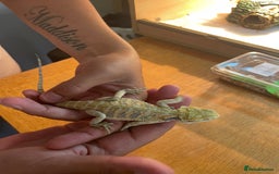 Bearded Dragon reptiles for sale: Bearded dragons  - Image 13