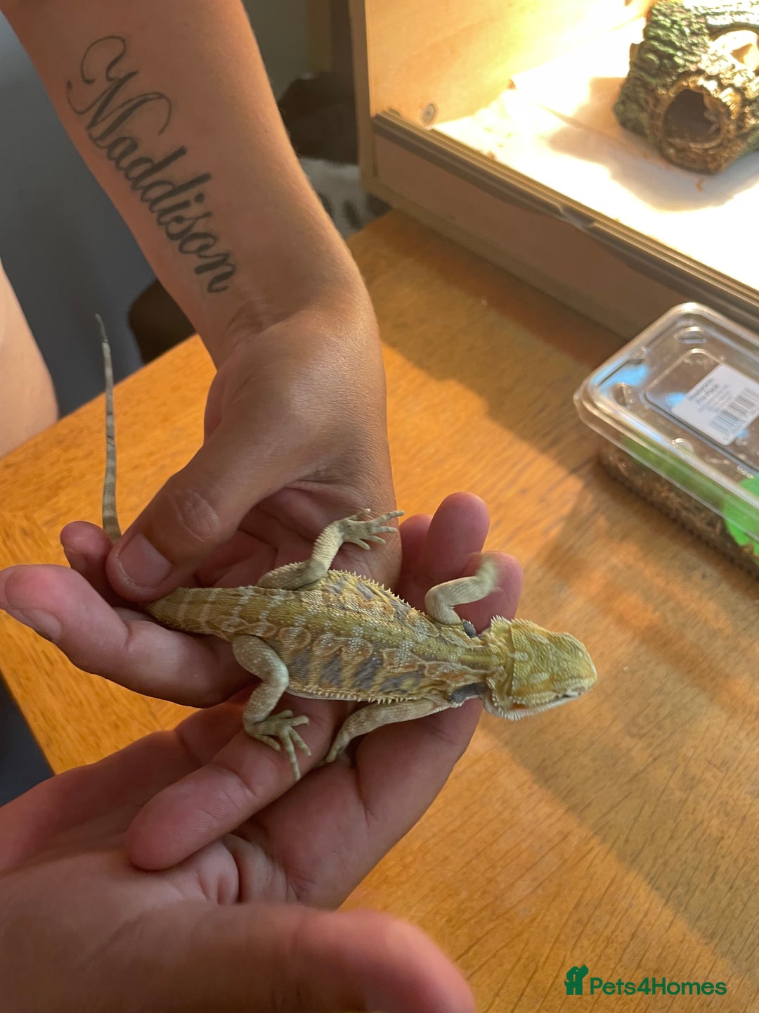 Bearded Dragon reptiles for sale: Bearded dragons  - Image 13
