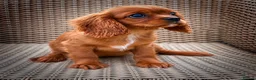 Cavalier King Charles Spaniel dogs for sale: Top Quality Cavalier Puppies  - Advert 3