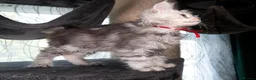 Maine Coon cats for sale: STUNNING PEDIGREE MAINE COON KITTENS - Advert 20