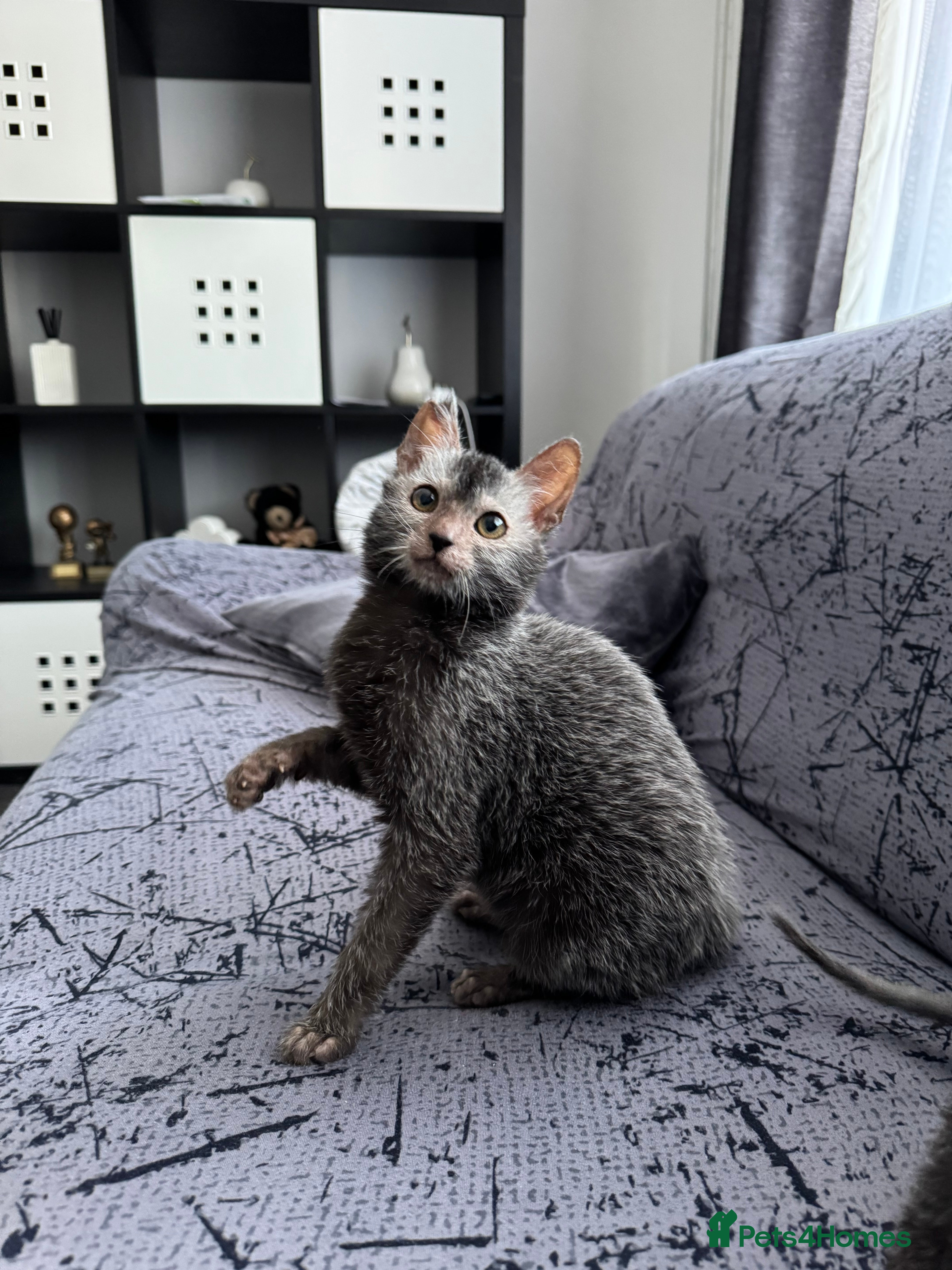 Lykoi cats Lykoi girl ready end of January  - Advert 1