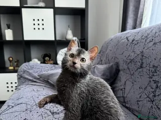 Lykoi cats Lykoi girl ready end of January - Advert 3