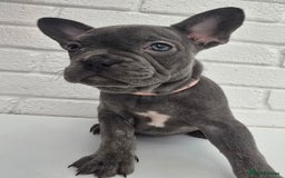 French Bulldog dogs for sale: Gorgeous Blue French Bulldog Girl - Image 13