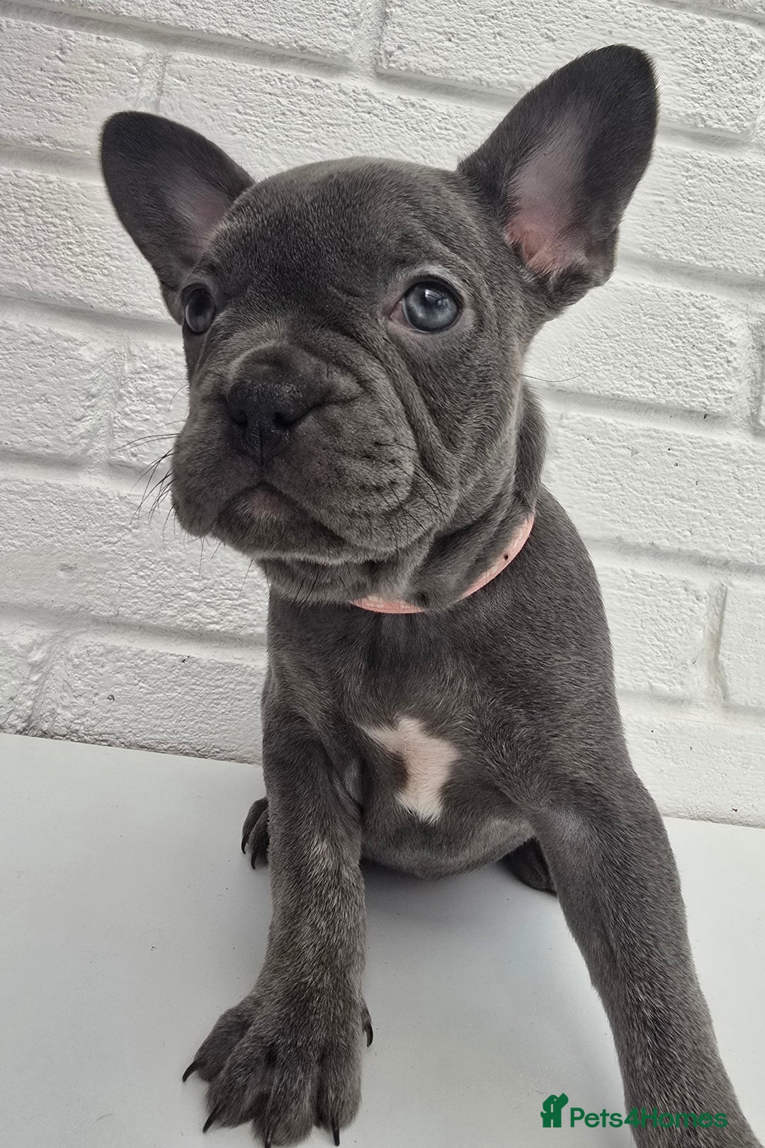 French Bulldog dogs for sale: Gorgeous Blue French Bulldog Girl - Image 13