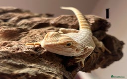 Bearded Dragon reptiles for sale: Bearded dragon Hypo Blue Bar Het Trans  - Image 2
