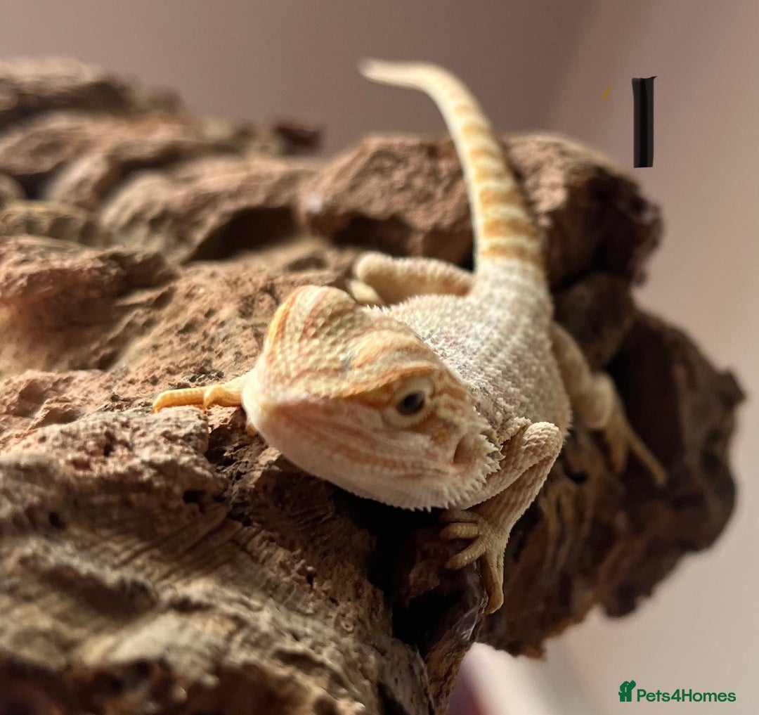 Bearded Dragon reptiles for sale: Bearded dragon Hypo Blue Bar Het Trans  - Image 2