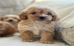 Cockapoo dogs for sale: F1 cockapoo puppies PRA TESTED - Image 15